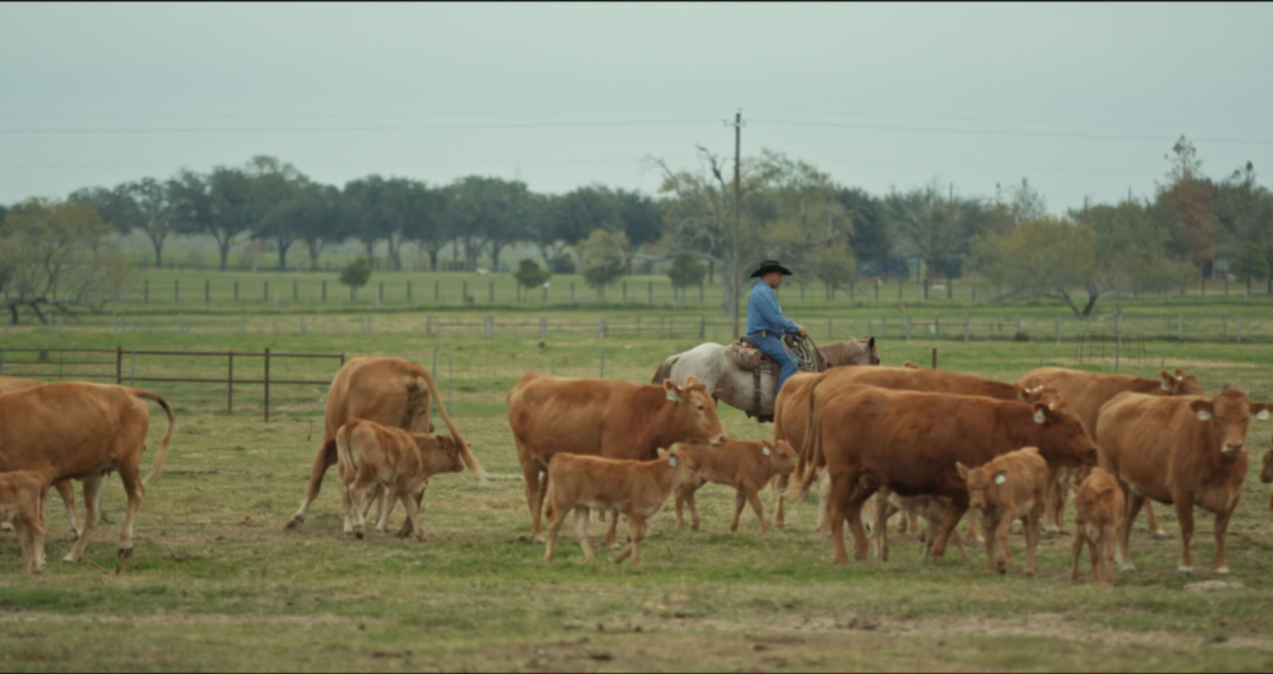 Peeler Farms Texas Wagyu Beef